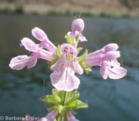 hairy, marsh, or swamp hedge-nettle (<em>Stachys pilosa var. pilosa</em>)