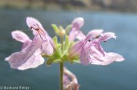 hairy, marsh, or swamp hedge-nettle (<em>Stachys pilosa var. pilosa</em>)