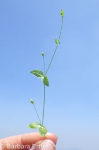 criped or curled starwort (<em>Stellaria crispa</em>)