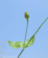 criped or curled starwort (<em>Stellaria crispa</em>)