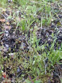 shining chickweed (<em>Stellaria nitens</em>)