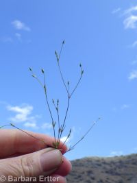 shining chickweed (<em>Stellaria nitens</em>)