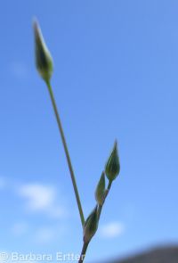 shining chickweed (<em>Stellaria nitens</em>)