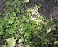 Rocky Mountain chickweed (<em>Stellaria obtusa</em>)