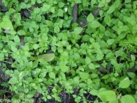 Rocky Mountain chickweed (<em>Stellaria obtusa</em>)
