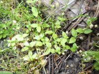 Rocky Mountain chickweed (<em>Stellaria obtusa</em>)