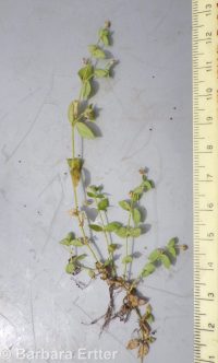 Rocky Mountain chickweed (<em>Stellaria obtusa</em>)