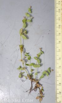 Rocky Mountain chickweed (<em>Stellaria obtusa</em>)