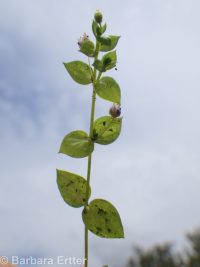 Rocky Mountain chickweed (<em>Stellaria obtusa</em>)