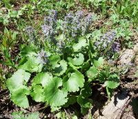 mountain kittentails (<em>Synthyris missurica ssp. missurica</em>)