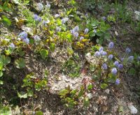 mountain kittentails (<em>Synthyris missurica ssp. missurica</em>)