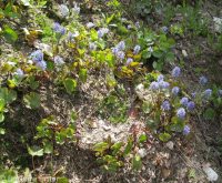 mountain kittentails (<em>Synthyris missurica ssp. missurica</em>)