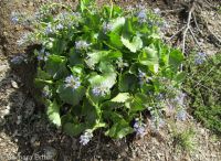 mountain kittentails (<em>Synthyris missurica ssp. missurica</em>)