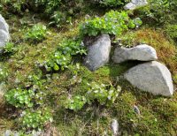 mountain kittentails (<em>Synthyris missurica ssp. missurica</em>)