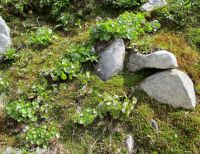 mountain kittentails (<em>Synthyris missurica ssp. missurica</em>)