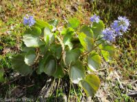 mountain kittentails (<em>Synthyris missurica ssp. missurica</em>)