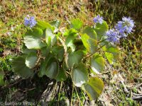 mountain kittentails (<em>Synthyris missurica ssp. missurica</em>)