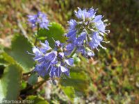 mountain kittentails (<em>Synthyris missurica ssp. missurica</em>)