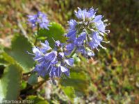 mountain kittentails (<em>Synthyris missurica ssp. missurica</em>)