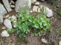 mountain kittentails (<em>Synthyris missurica ssp. missurica</em>)