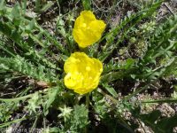 tansyleaf suncup or goldeneggs (<em>Taraxia tanacetifolia</em>)