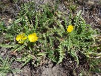 tansyleaf suncup or goldeneggs (<em>Taraxia tanacetifolia</em>)
