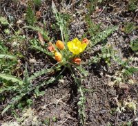 tansyleaf suncup or goldeneggs (<em>Taraxia tanacetifolia</em>)