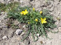 tansyleaf suncup or goldeneggs (<em>Taraxia tanacetifolia</em>)