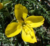 tansyleaf suncup or goldeneggs (<em>Taraxia tanacetifolia</em>)