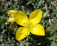 tansyleaf suncup or goldeneggs (<em>Taraxia tanacetifolia</em>)