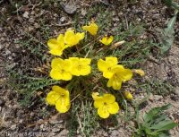 tansyleaf suncup or goldeneggs (<em>Taraxia tanacetifolia</em>)