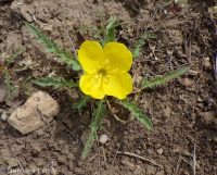 tansyleaf suncup or goldeneggs (<em>Taraxia tanacetifolia</em>)