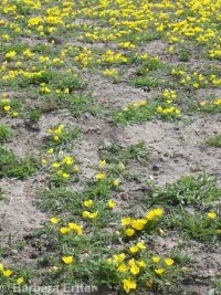 tansyleaf suncup or goldeneggs (<em>Taraxia tanacetifolia</em>)