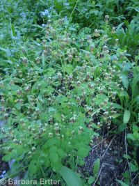 western meadowrue (<em>Thalictrum occidentale</em>)