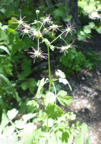 western meadowrue (<em>Thalictrum occidentale</em>)