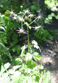 western meadowrue (<em>Thalictrum occidentale</em>)