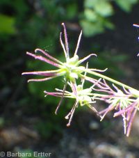 Thalictrum occidentale