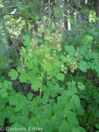 western meadowrue (<em>Thalictrum occidentale</em>)