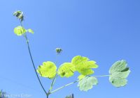 western meadowrue (<em>Thalictrum occidentale</em>)