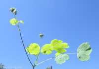 western meadowrue (<em>Thalictrum occidentale</em>)