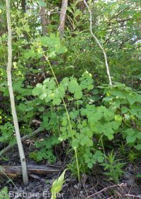 western meadowrue (<em>Thalictrum occidentale</em>)