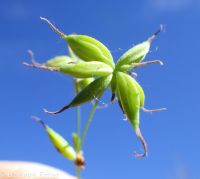 western meadowrue (<em>Thalictrum occidentale</em>)