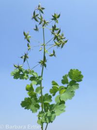 western meadowrue (<em>Thalictrum occidentale</em>)