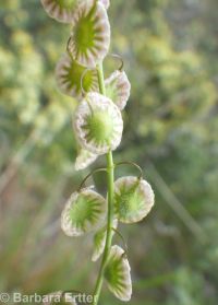 sand fringepod (<em>Thysanocarpus curvipes</em>)
