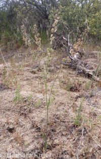 sand fringepod (<em>Thysanocarpus curvipes</em>)