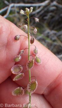 sand fringepod (<em>Thysanocarpus curvipes</em>)