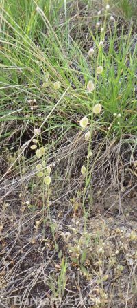 sand fringepod (<em>Thysanocarpus curvipes</em>)