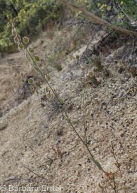 sand fringepod (<em>Thysanocarpus curvipes</em>)