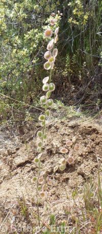 sand fringepod (<em>Thysanocarpus curvipes</em>)