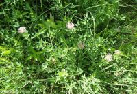 springbank clover (<em>Trifolium wormskioldii</em>)